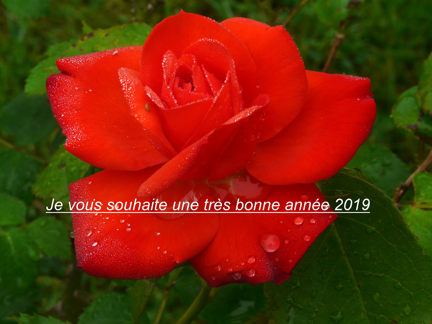 Bonne Année 2019