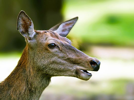 ...BONNE ANNEE 2025...