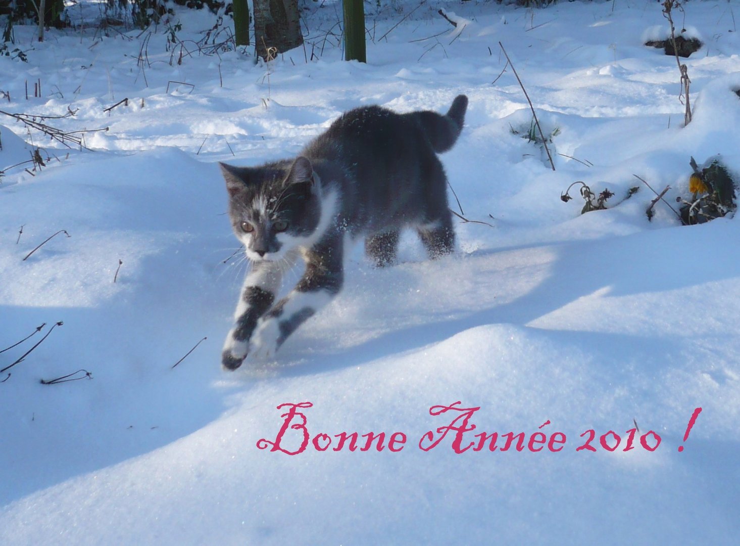 Bonne Année !