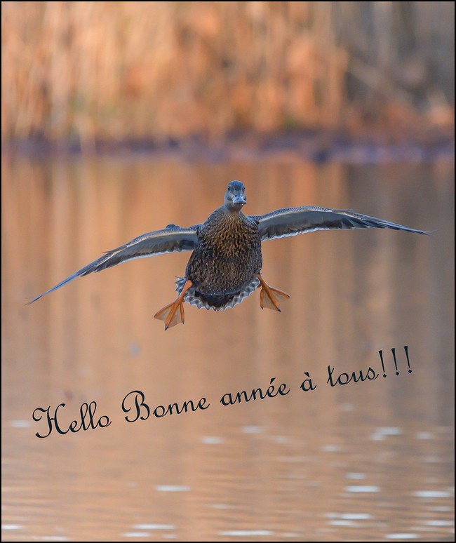 BONNE ANNEE!!!!!