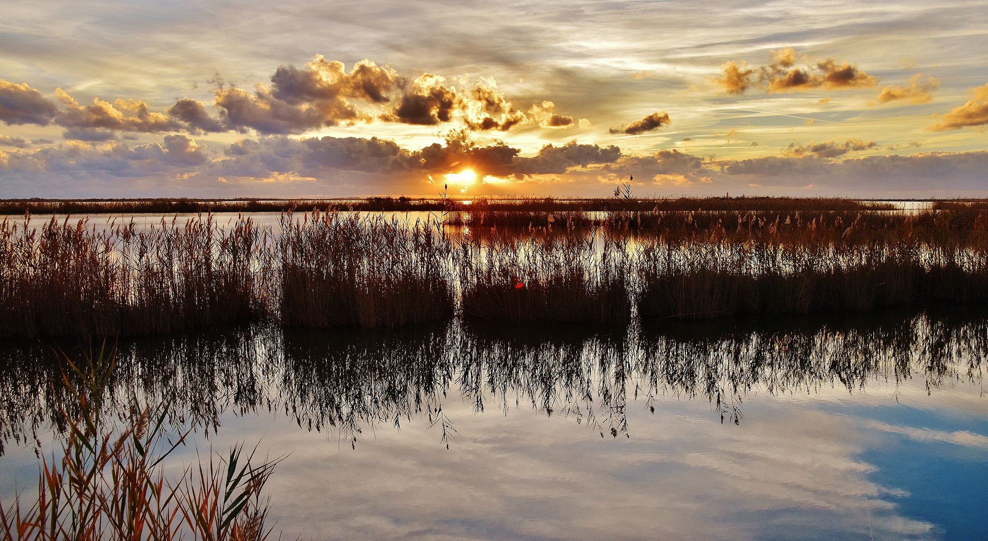 Bonne année de Camargue.