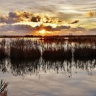 Bonne année de Camargue.