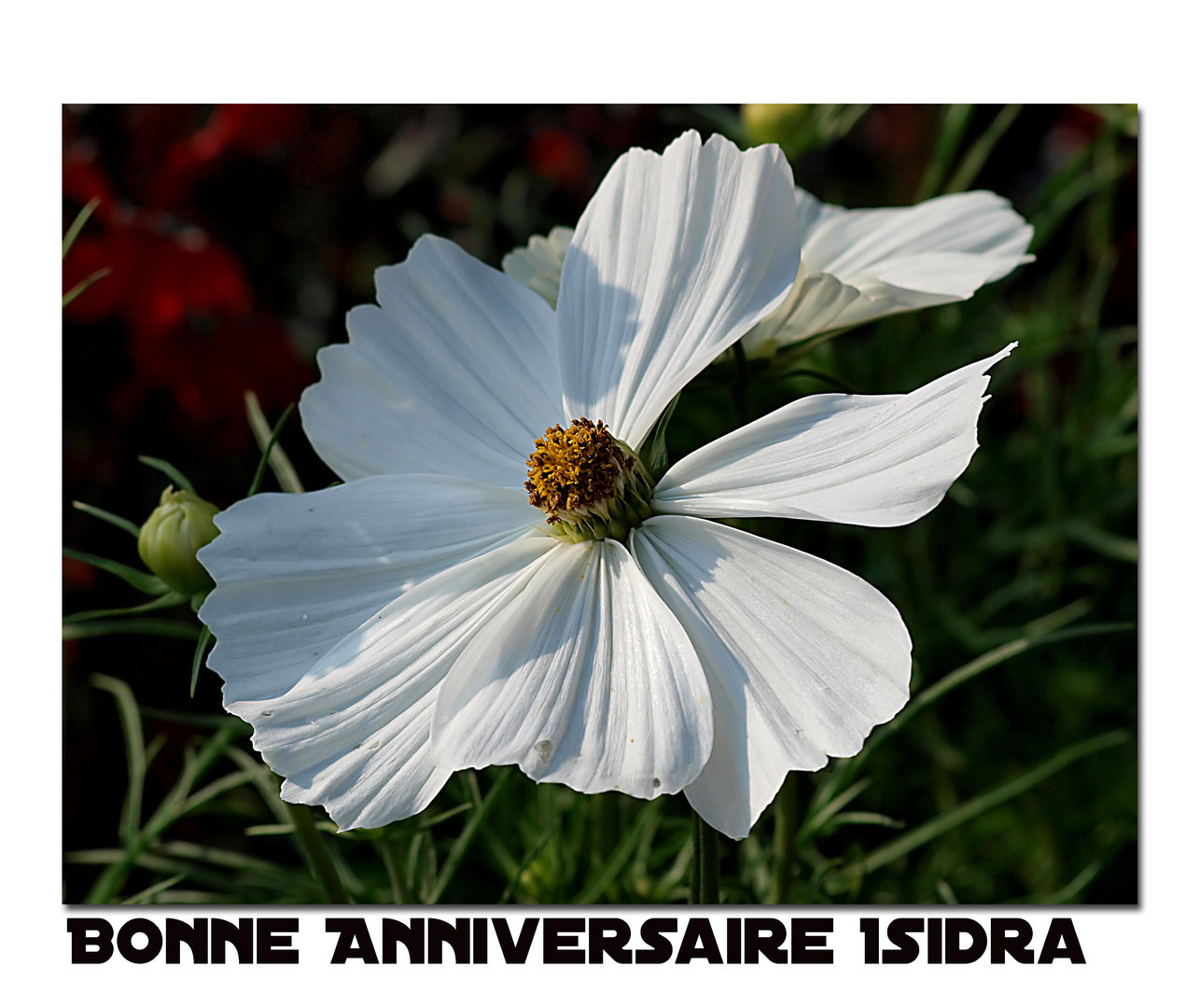 Bonne anniversaire Isidra