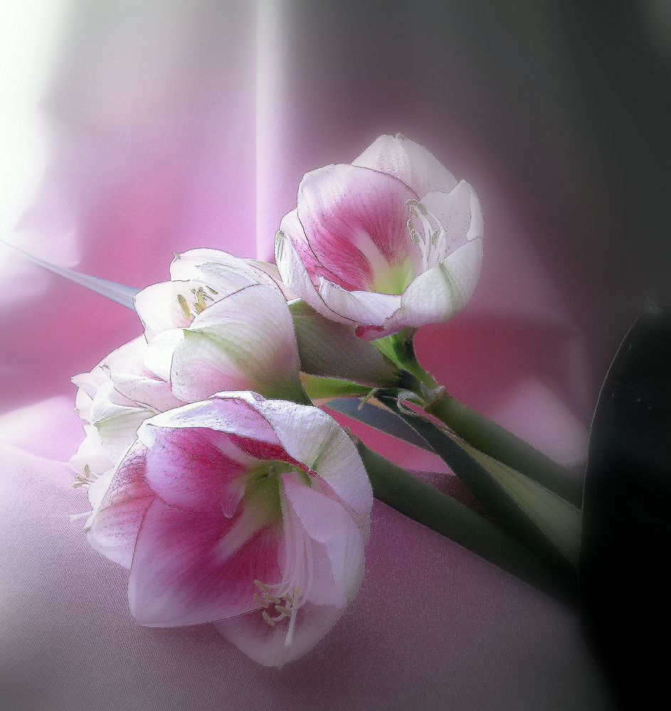 Bonne Fete A Toutes Les Mamans Photo Et Image Fleurs Nature Images Fotocommunity