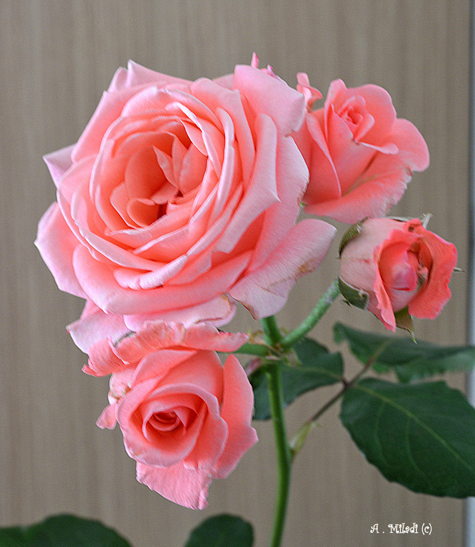 Bonne Fin De Semaine à Tous Photo Et Image Fleurs Roses