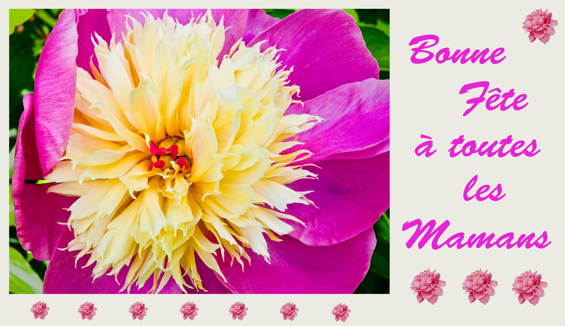 Bonne Fête à Toutes Les Mamans Photo Et Image Fleurs Special Pivoine Images Fotocommunity 