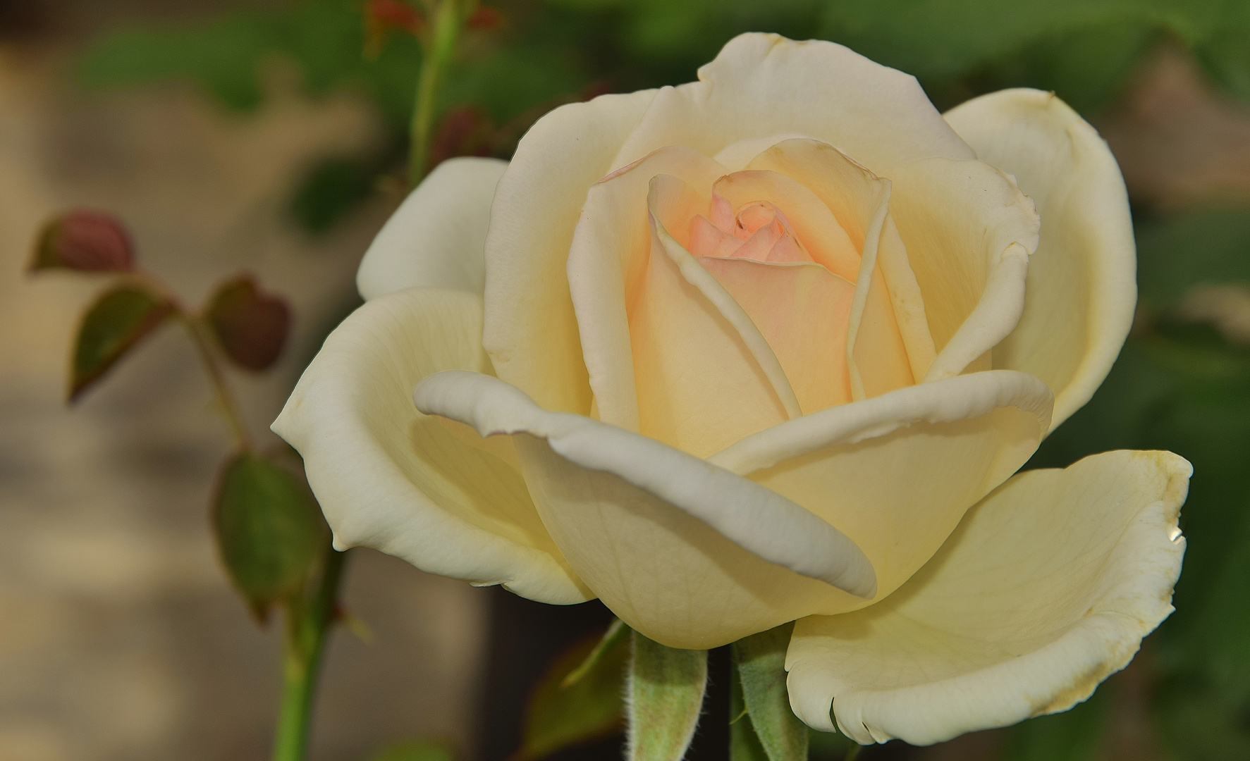 Bonne fête à toutes les mamans du monde!