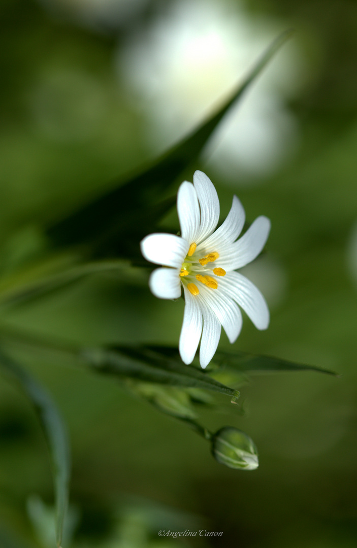 Bonne Journée Photo Et Image Fleurs Nature Images