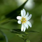 Bonne Journée