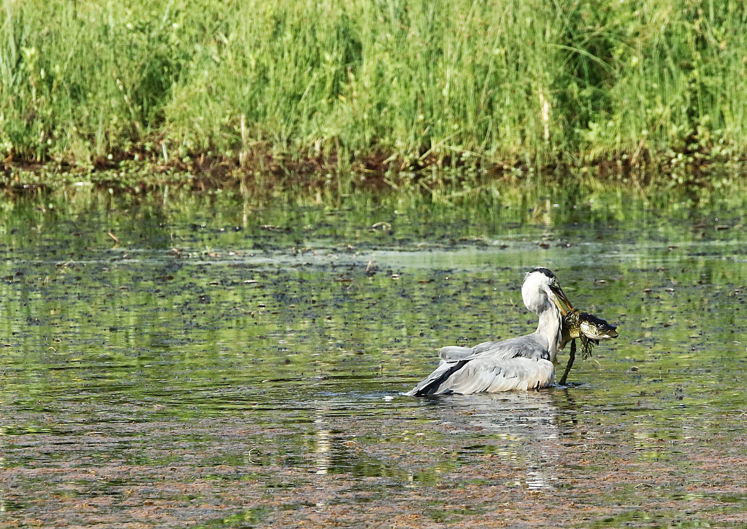 bonne pêche !