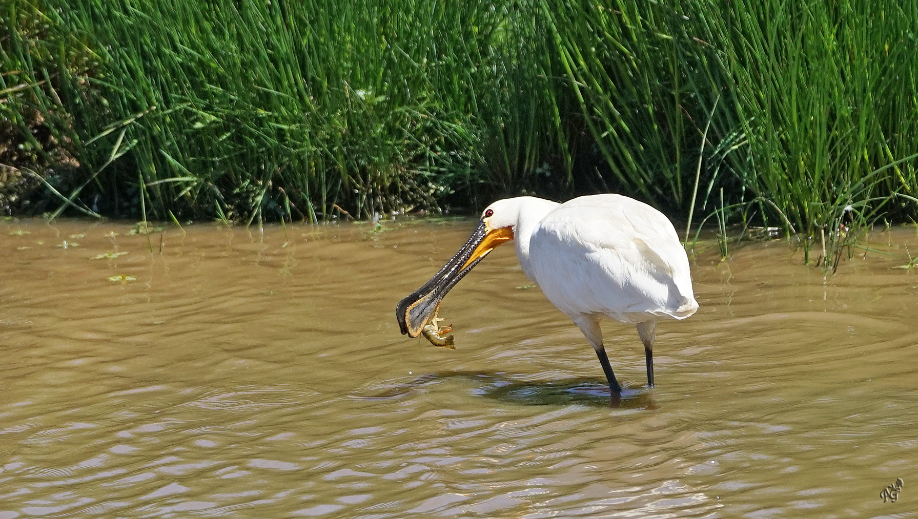 Bonne pêche pour la spatule !!!