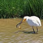 Bonne pêche pour la spatule !!!