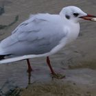 Bonne pêche pour une Mouette rieuse