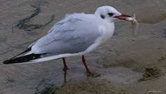 Bonne pêche pour une Mouette rieuse