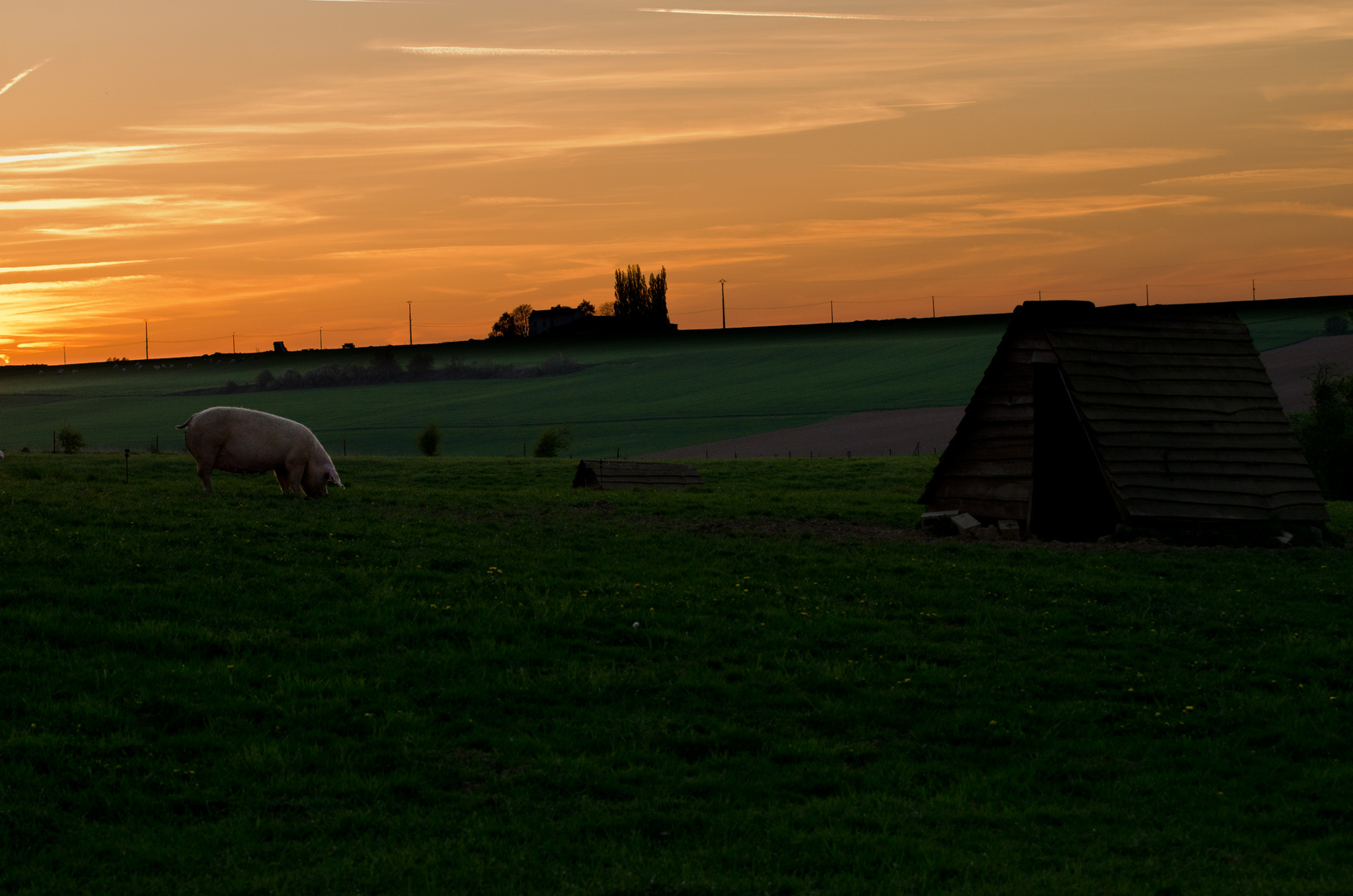 Bonne soirée porc