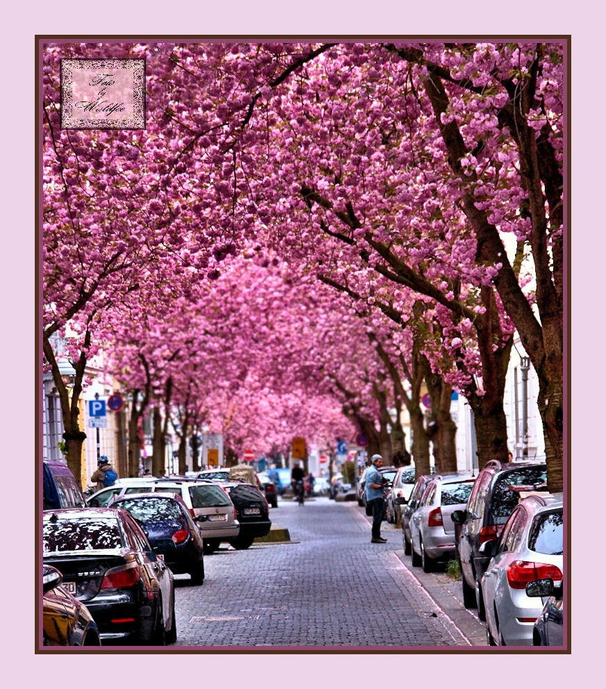 Bonner Altstadt im Frühling