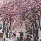 Bonner Altstadt in voller Blüte