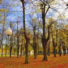 Bonner Hofgarten in Herbststimmung