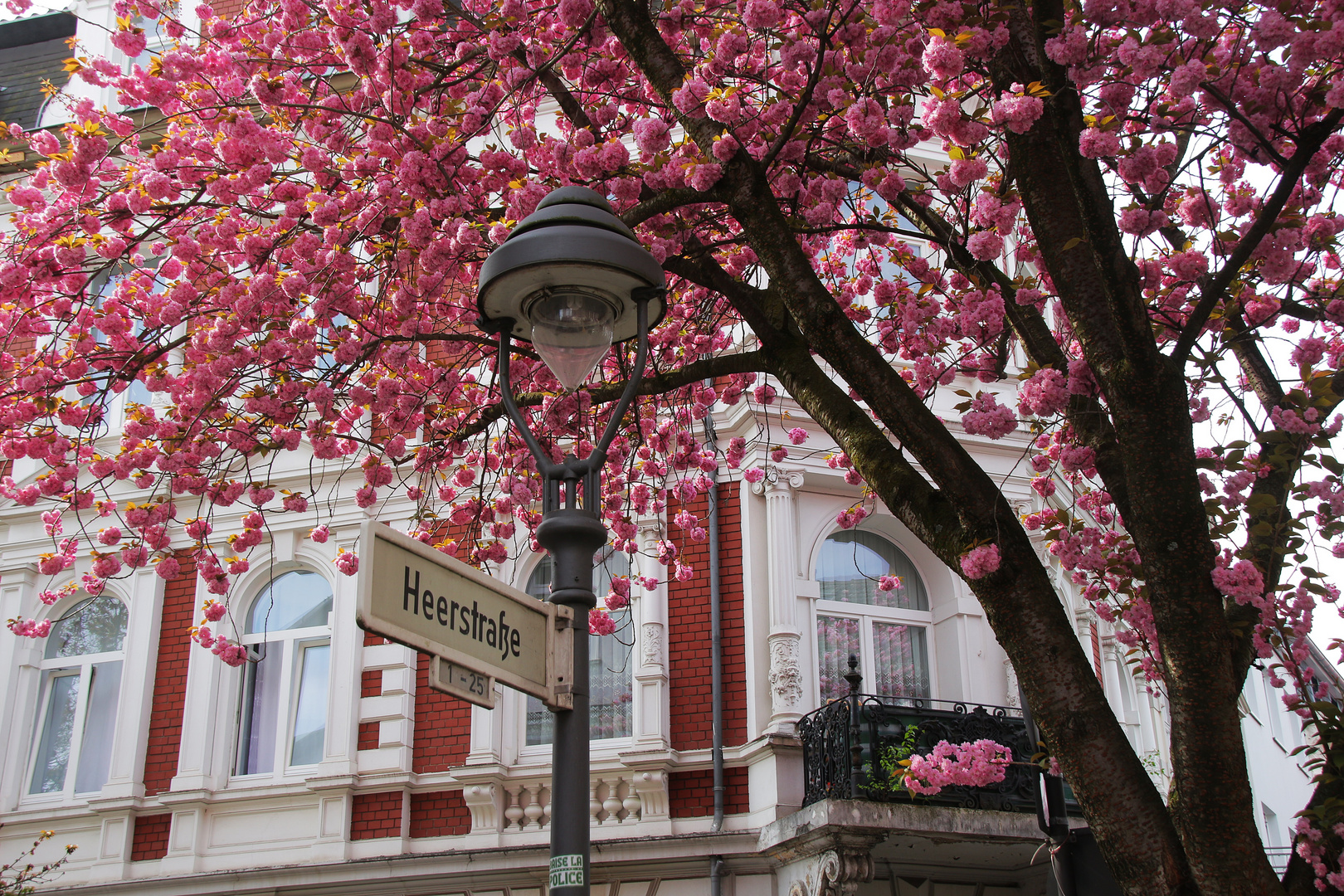 Bonner Mandelblüten 