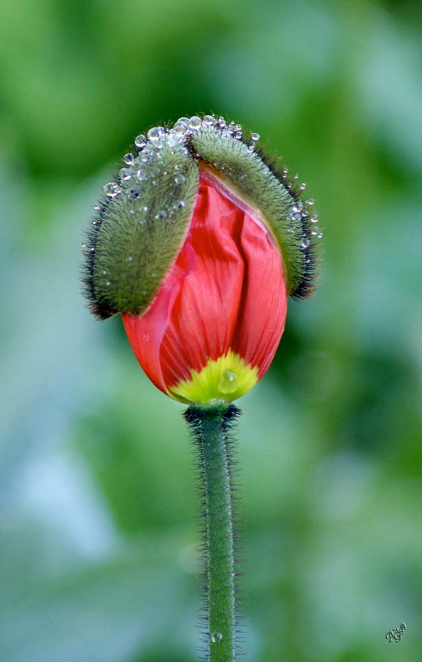 Bonnet de pluie . -:)))