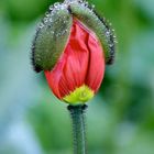 Bonnet de pluie . -:)))