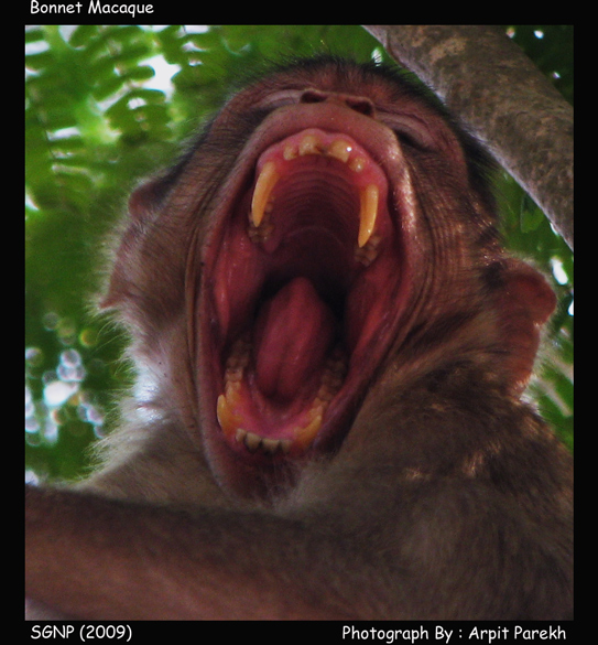 Bonnet Macaque!!!