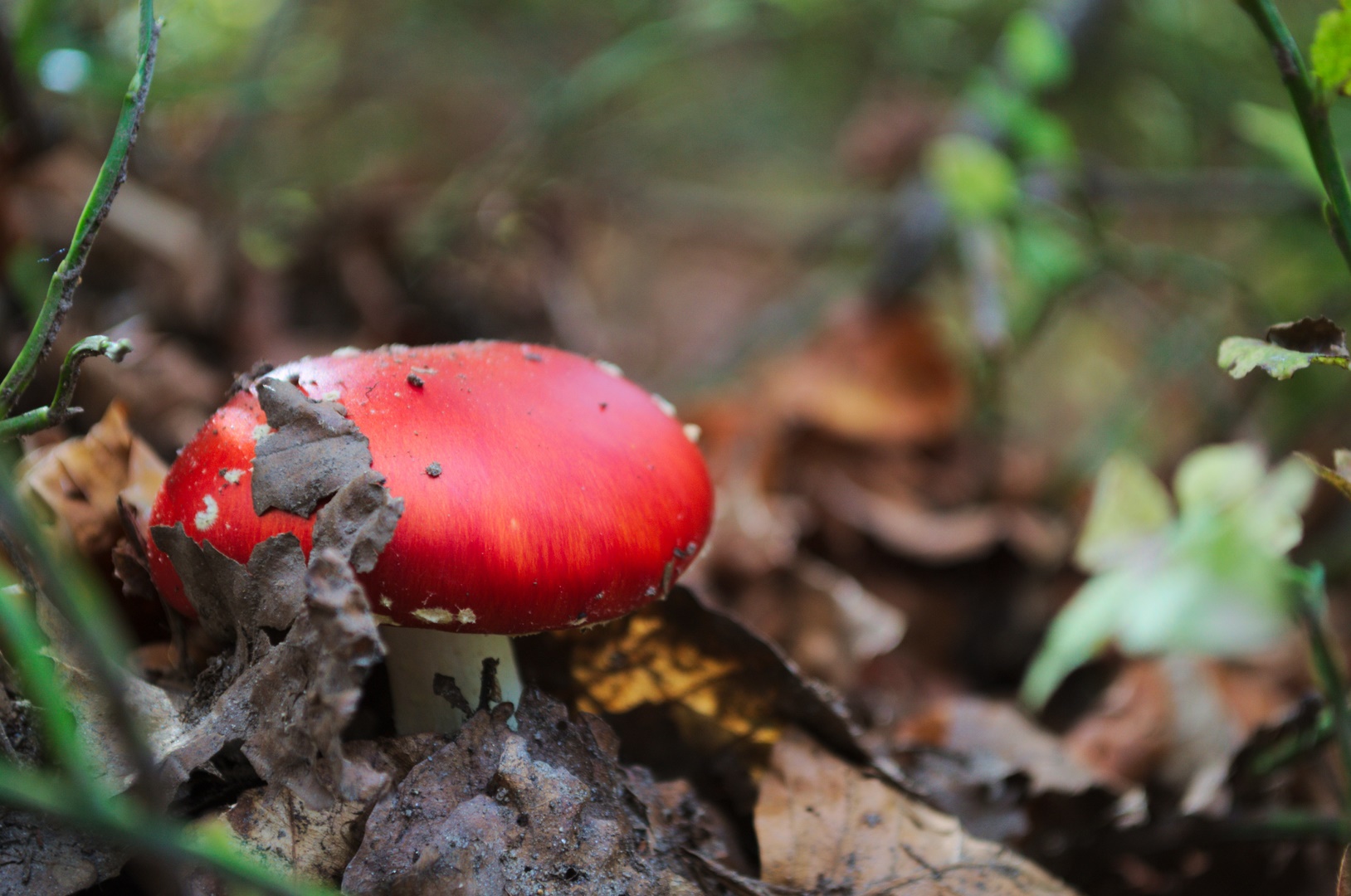 Bonnet rouge