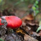 Bonnet rouge