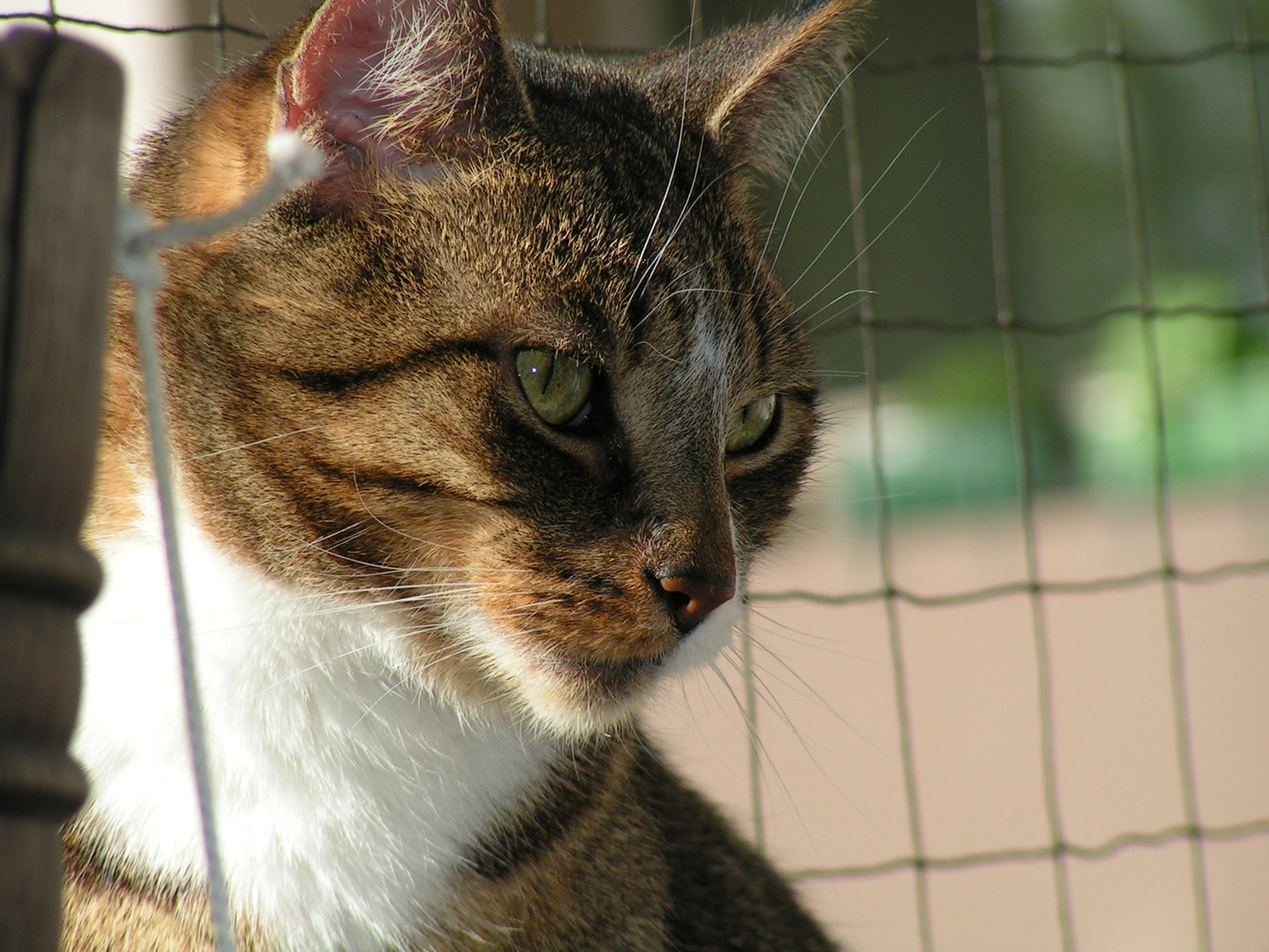 Bonnie auf dem Balkon