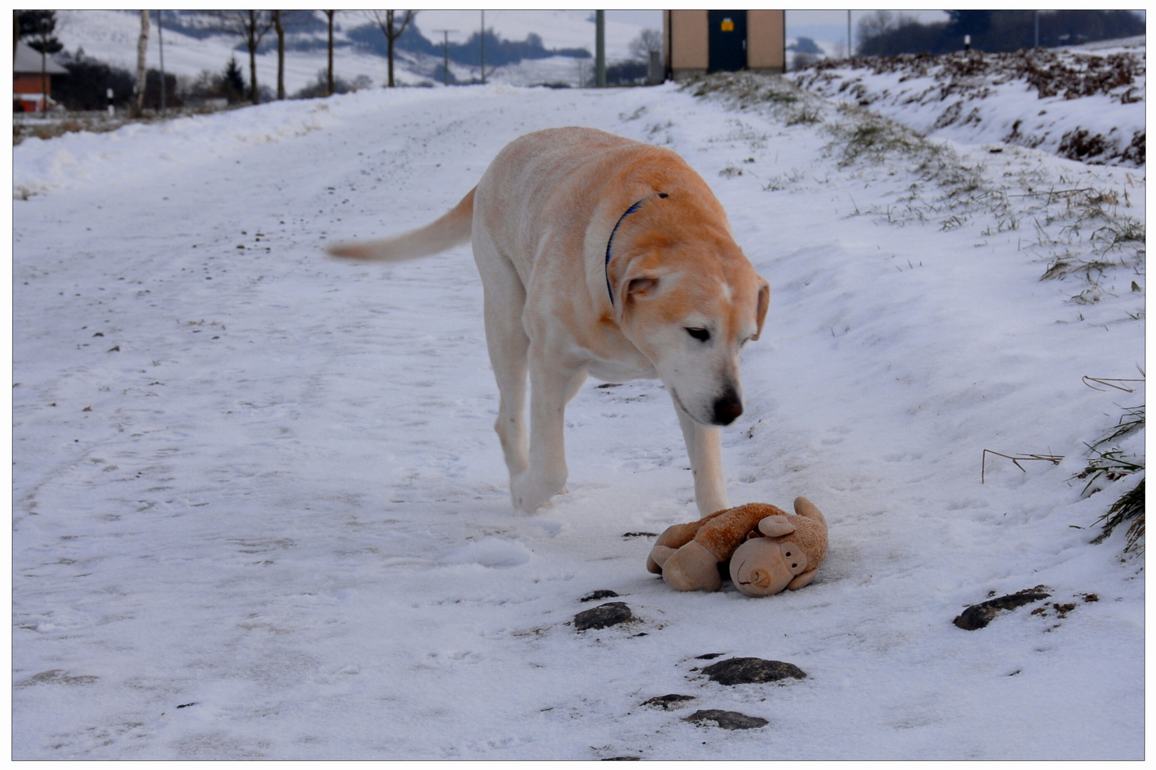 Bonnie encuentra su "Oscar" (Bonnie findet ihren Oscar wieder)