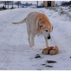 Bonnie encuentra su "Oscar" (Bonnie findet ihren Oscar wieder)