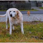 Bonnie und Fuchsie (Bonnie y Zorrito pasean juntos)