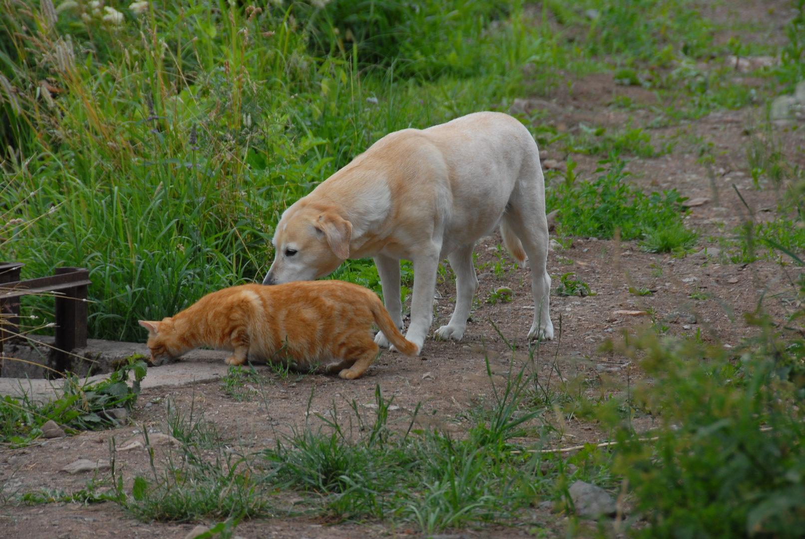 Bonnie und Fuchsie haben etwas entdeckt (Bonnie y Zorrito han encontrado algo)