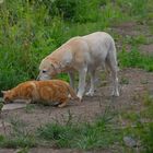 Bonnie und Fuchsie haben etwas entdeckt (Bonnie y Zorrito han encontrado algo)