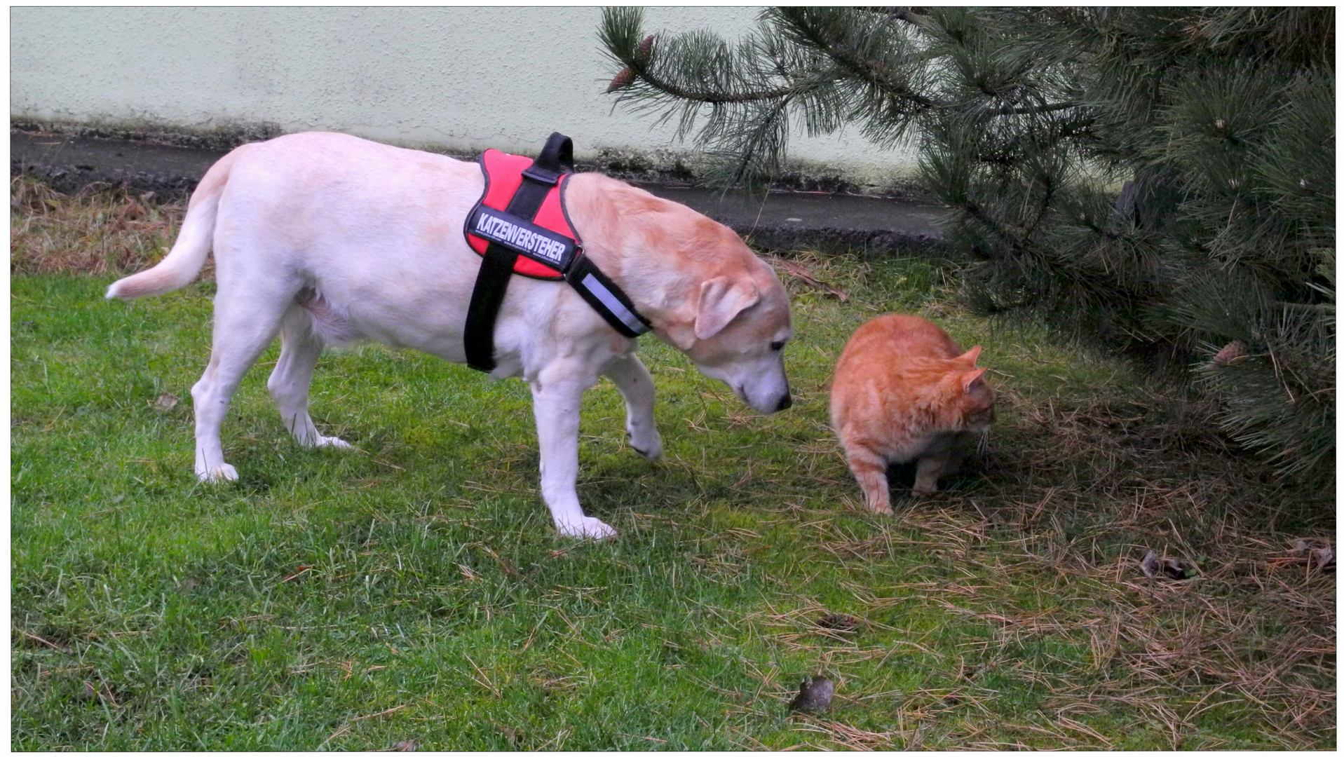 Bonnie und ihr Fuchsie (Bonnie y su Zorrito)