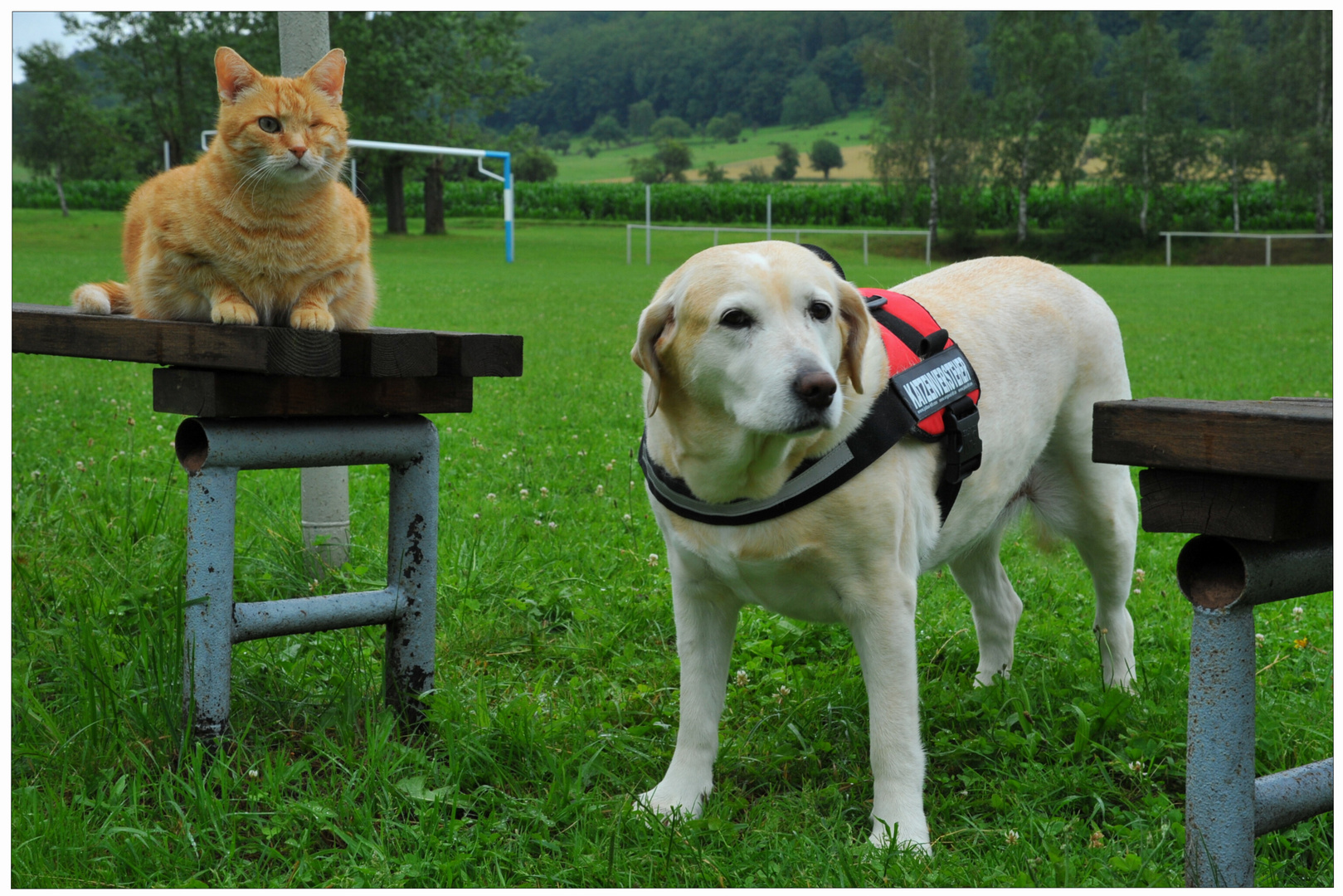 Bonnie y Zorrito en el campo de deportes (Bonnie uns Fuchsie auf dem Sportplatz)