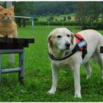 Bonnie y Zorrito en el campo de deportes (Bonnie uns Fuchsie auf dem Sportplatz)