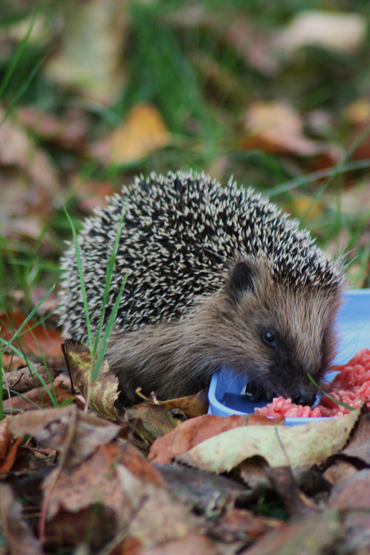 Bonnies hungriger neuer Freund im Garten!