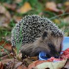 Bonnies hungriger neuer Freund im Garten!