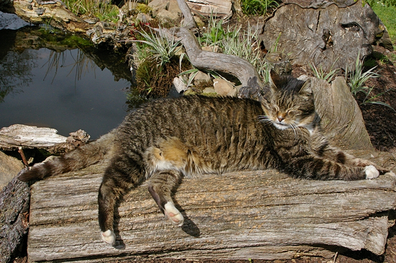Bonny am Gartenteich relaxend. Foto & Bild tiere, haustiere, katzen