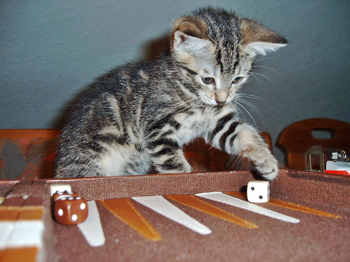 Bonny beim Backgammon spielen