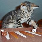 Bonny beim Backgammon spielen