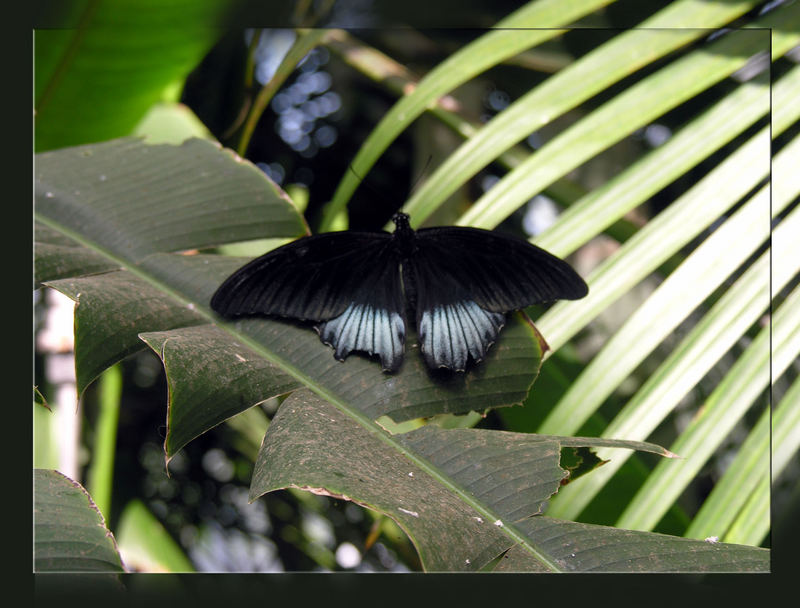 bonny black butterfly