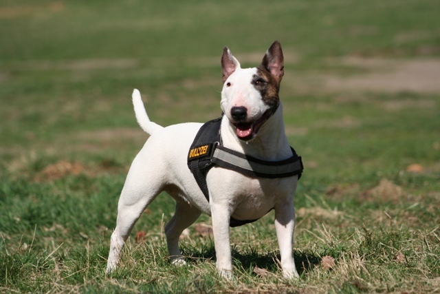 Bonny der Miniatur Bullterrier