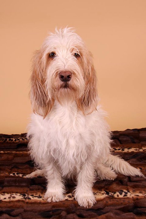 BONNY, Grand Basset Griffon Vendèen