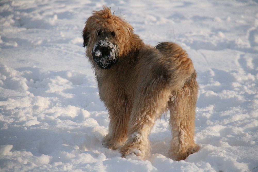 Bonny im Schnee