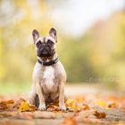 Bonny | the frenchie