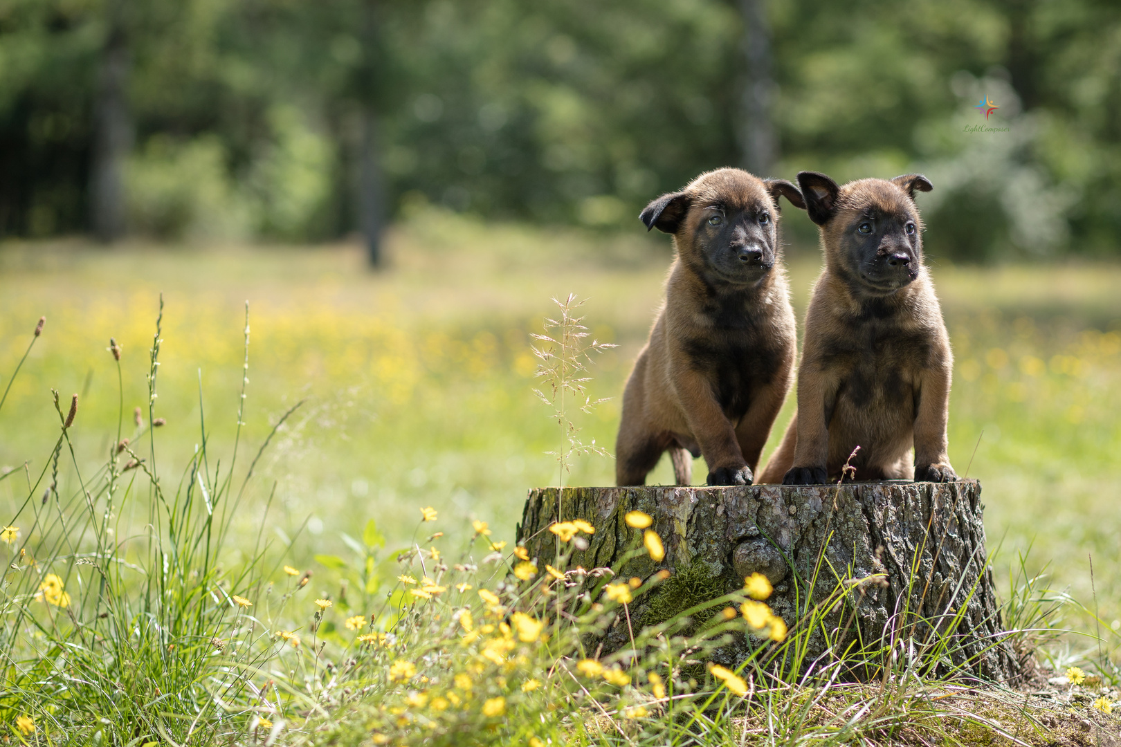 Bonny und Clyde