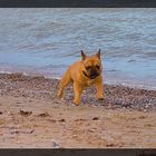 Bono am Strand