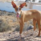 Bono ,ein Podenco auf Abwegen.